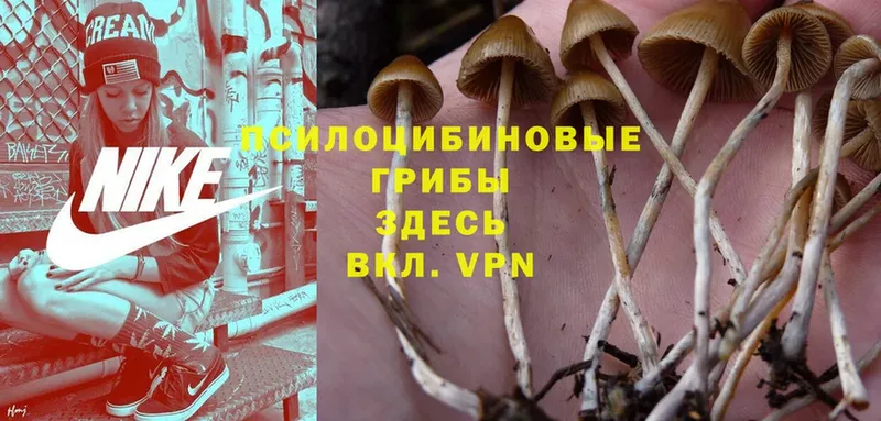 Галлюциногенные грибы MAGIC MUSHROOMS  сколько стоит  Севастополь 